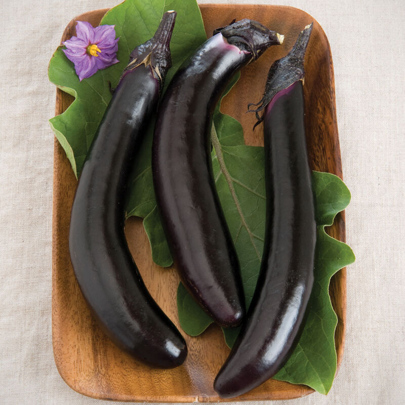 Eggplant ORIENT EXPRESS F1