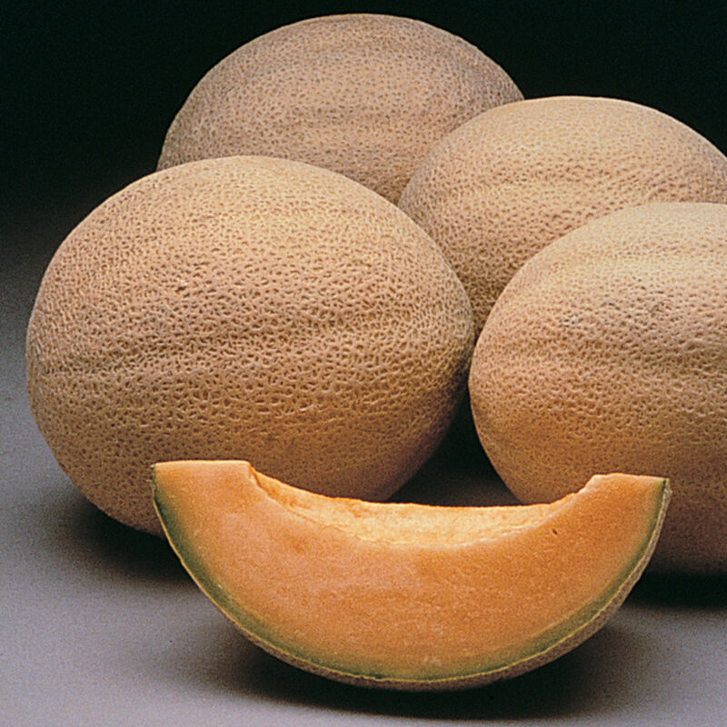 melon cantaloupe Athena F1