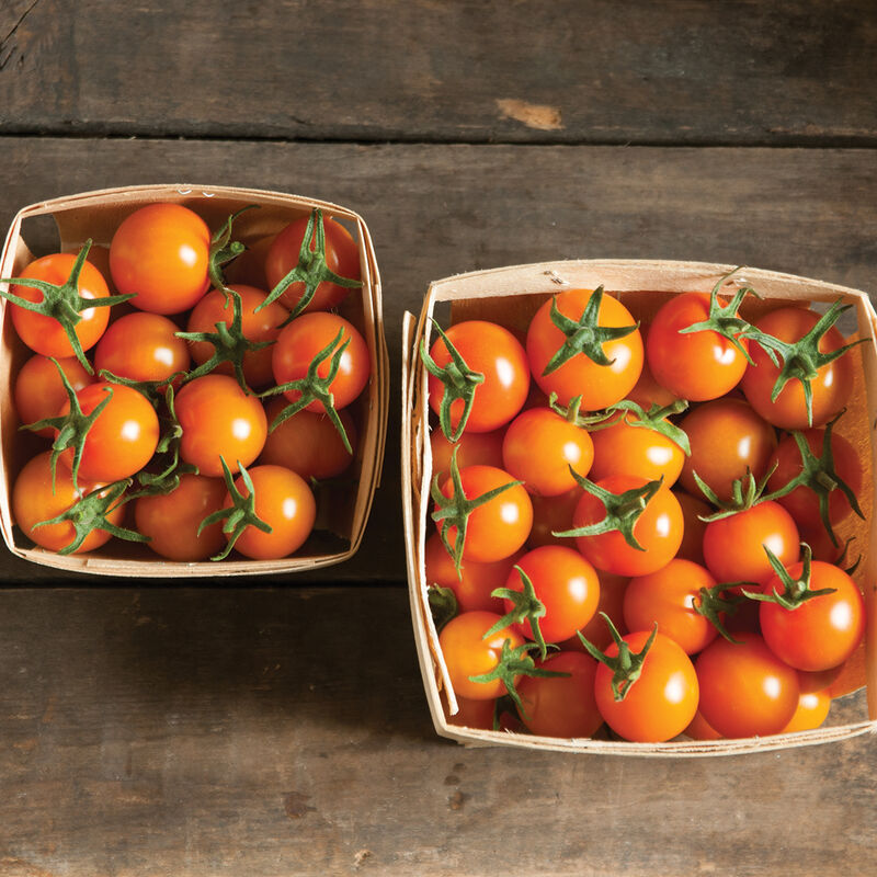 Hybrid Cherry: Tomatoes SUN GOLD F1