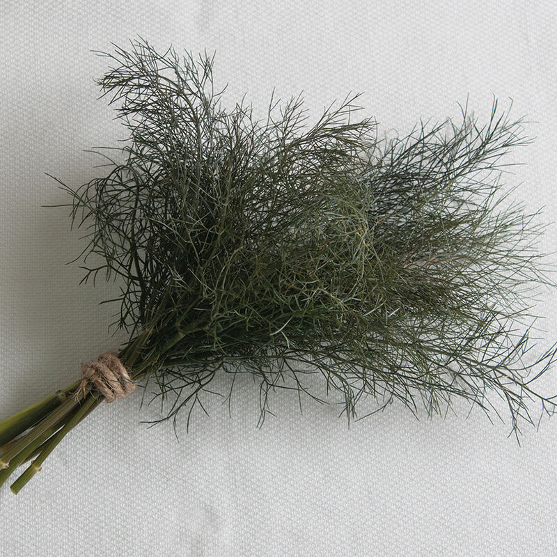 Bronze fennel