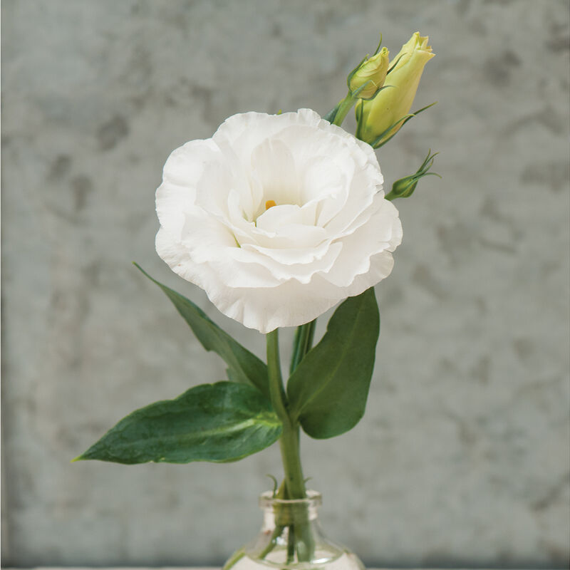 Mariachi Pure White (F1) Lisianthus