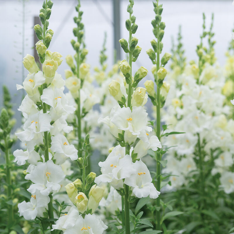 Snapdragon CHANTILLY™M WHITE FI
