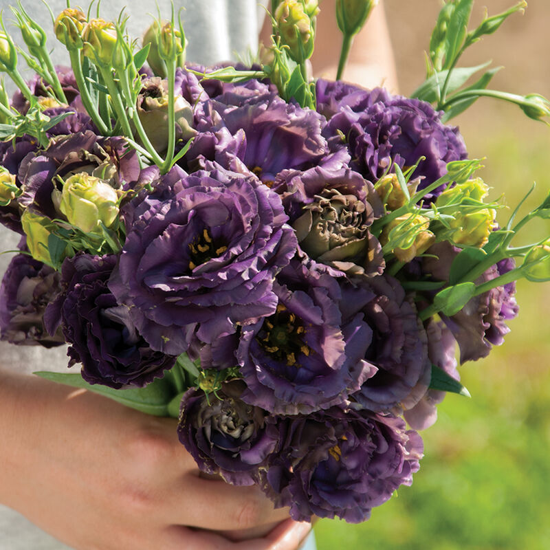 Rosanne Black Pearl (F1) Lisianthus