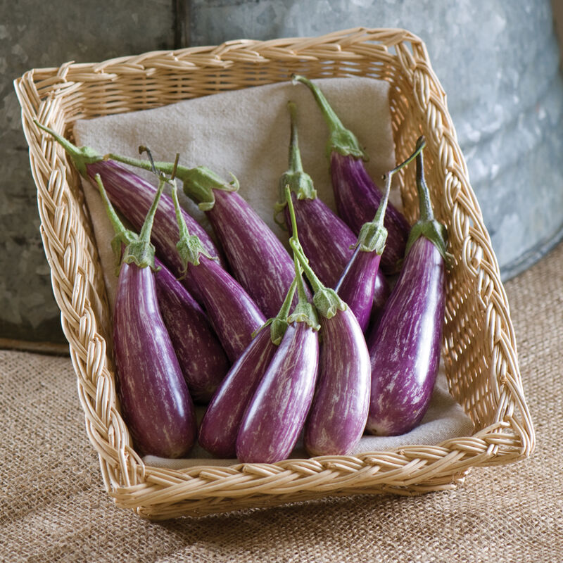 Hybrid Mini Eggplant FAIRY TALE F1