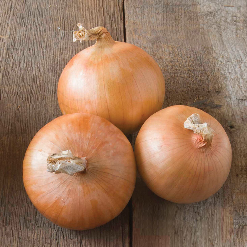 candy f1 onion