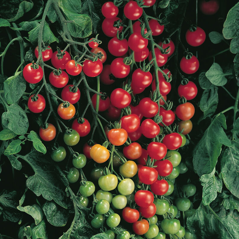 Hybrid Cherry Tomatoes SUPERSWEET F1