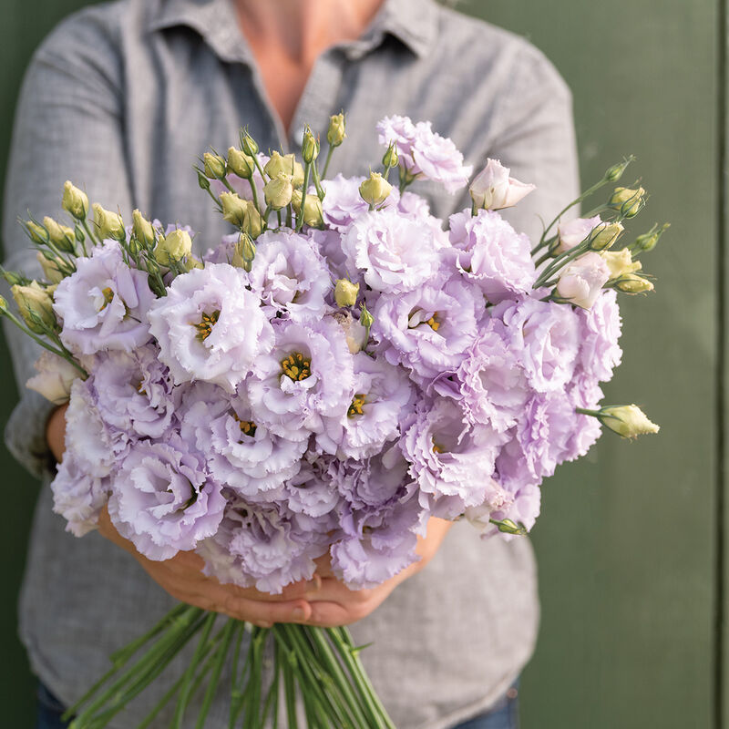 Voyage 2 Lavender (F1) Lisianthus