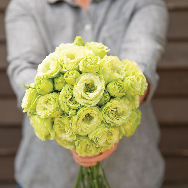 Rosanne 2 Clear Green Pelleted (F1) Lisianthus Seed