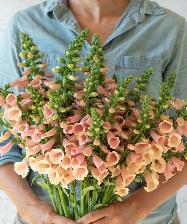 camelot Peach Digitalis F1
