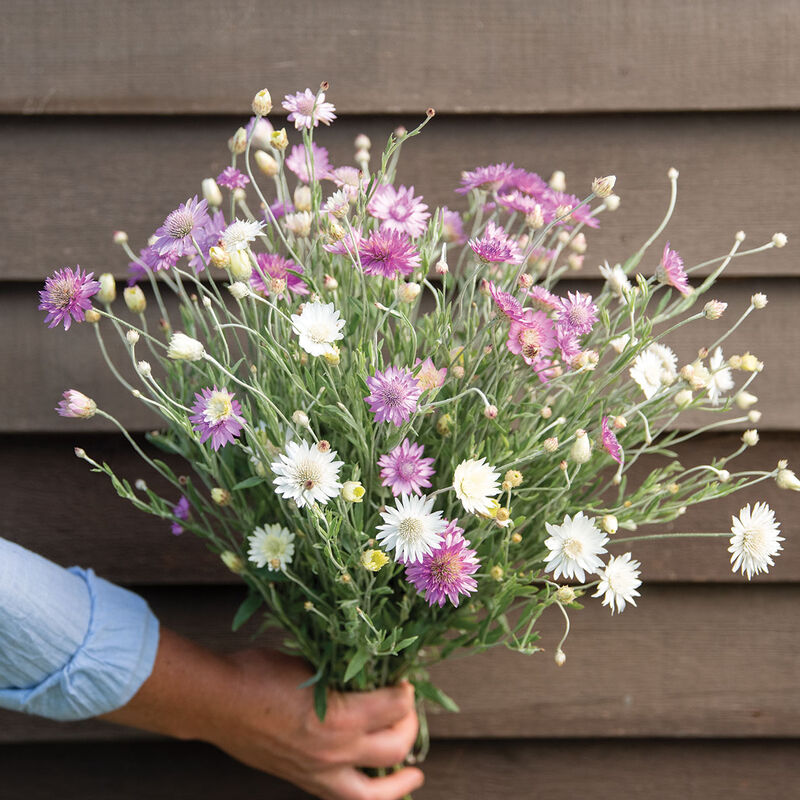 Xeranthemum PAPER FLOWER DOUBLE MIXTURE,