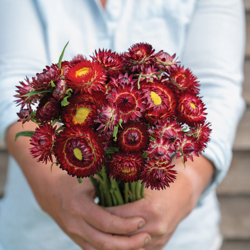 StraWflower KING SIZE RED,