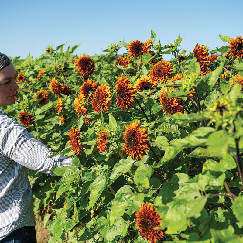 Darjeeling Sunflower