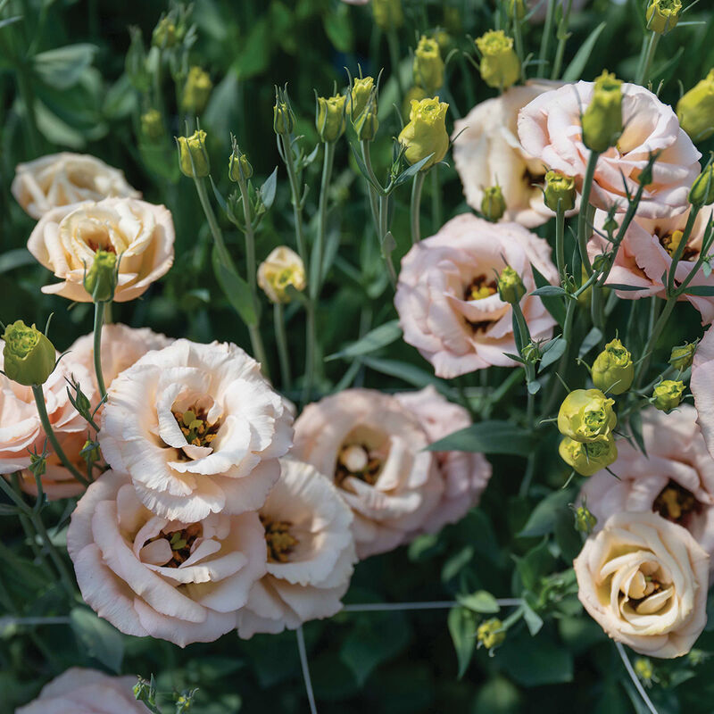 LisAdora® Apricot III (F1) Lisianthus