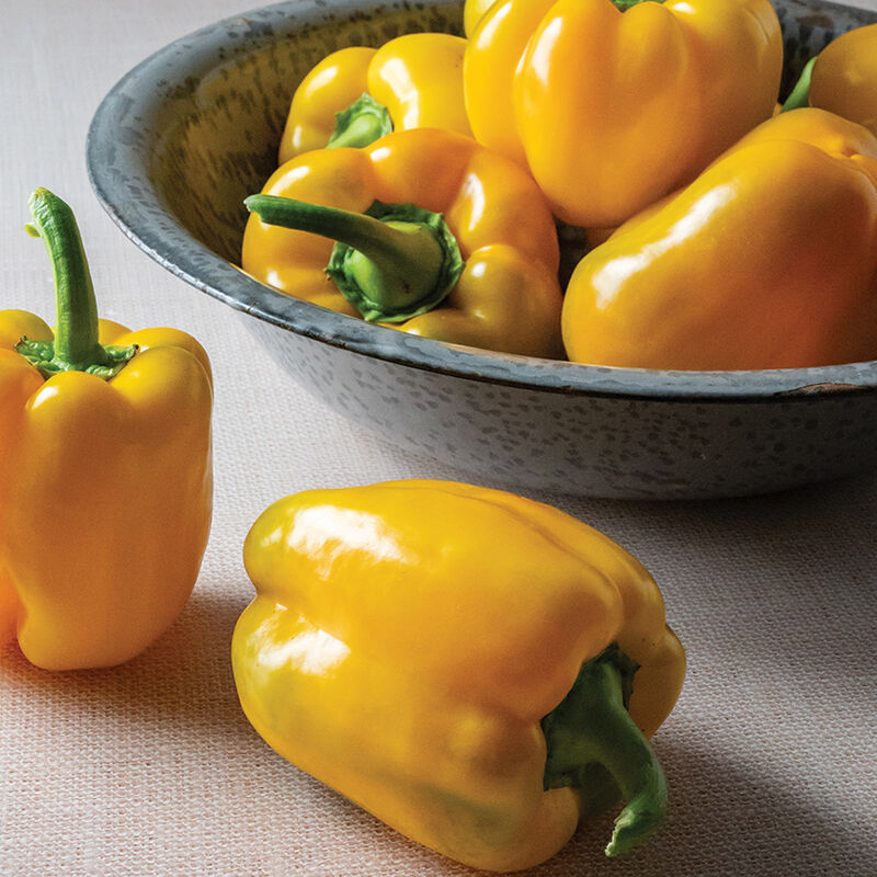 Sonoma (F1) Bell Pepper