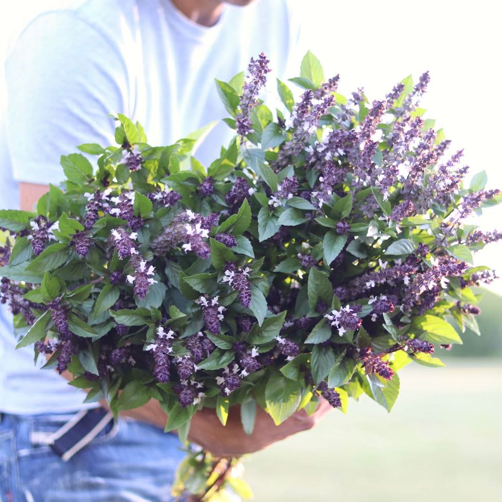 Cinnamon basil