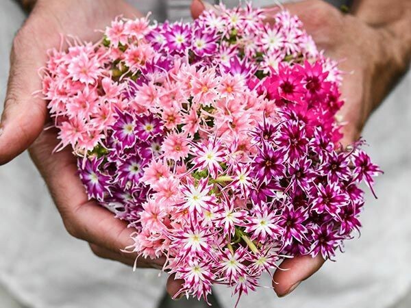 PHLOX TWINKLES DWARF Mix