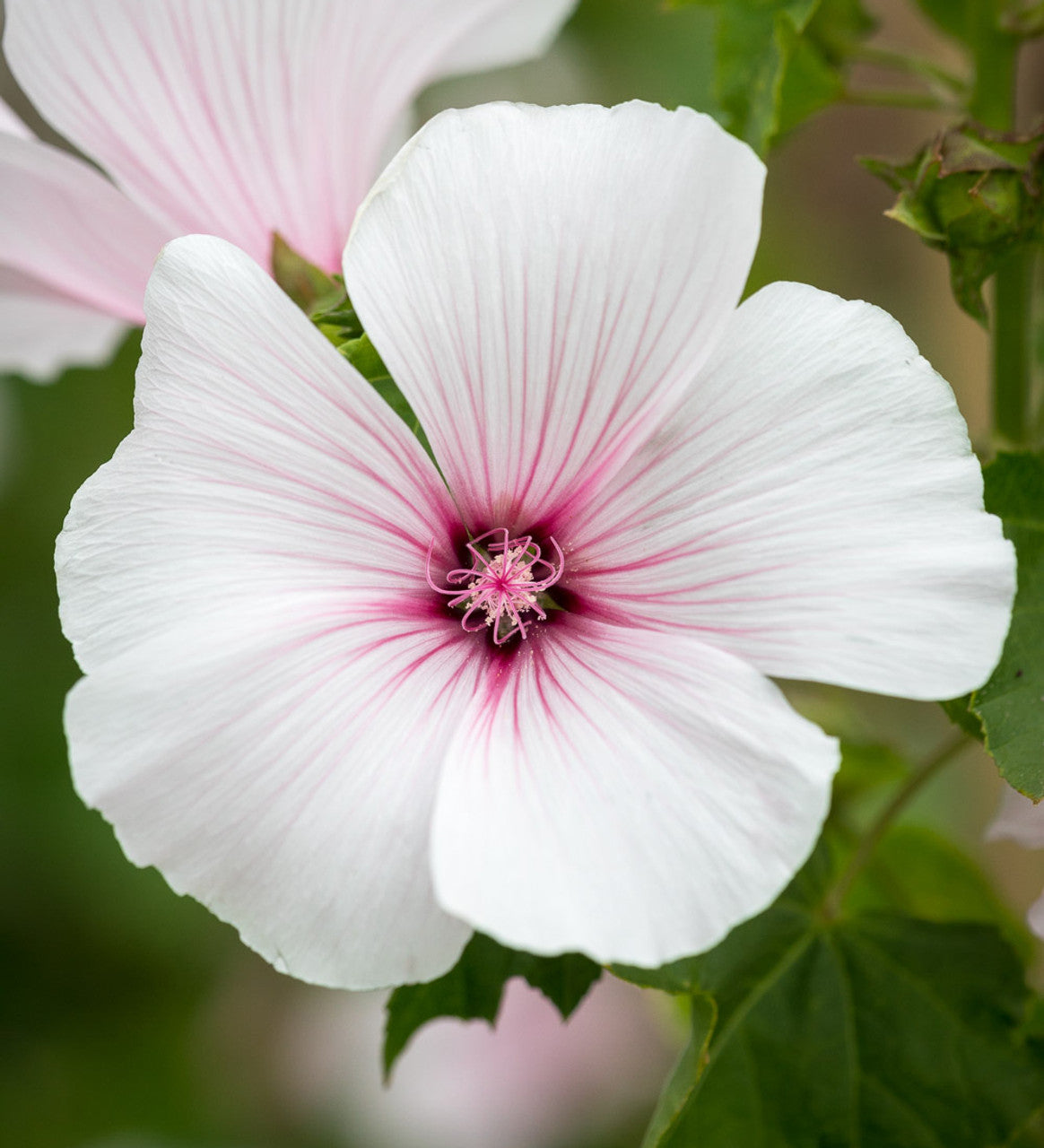 LAVATERA*Dwarf Pink Blush