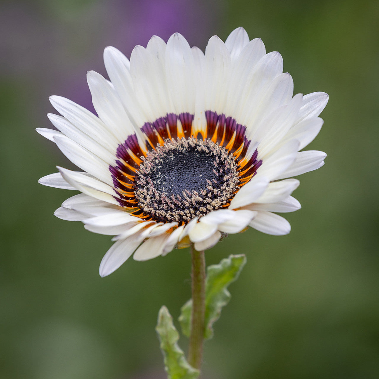 Arctotis fastuosa 'White' Cape Daisy, African Daisy