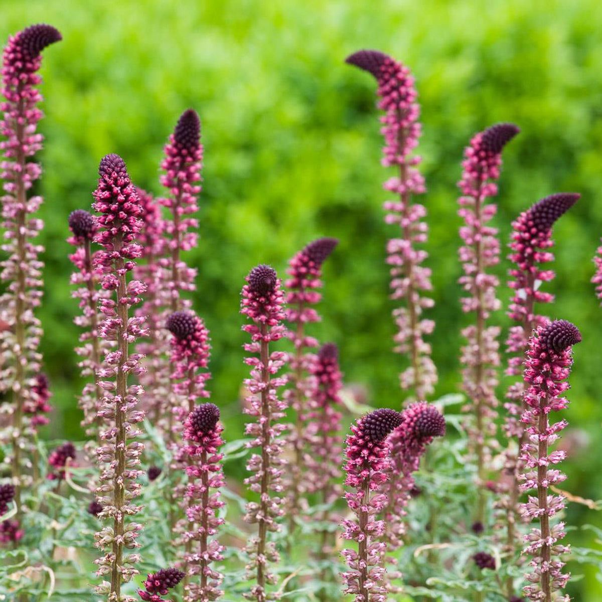 ysimachia atropurpurea 'Beaujolais' Crimson Loosestrife