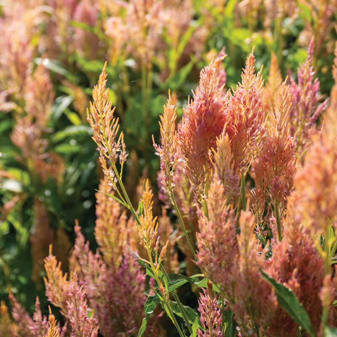 Shimmer Celosia