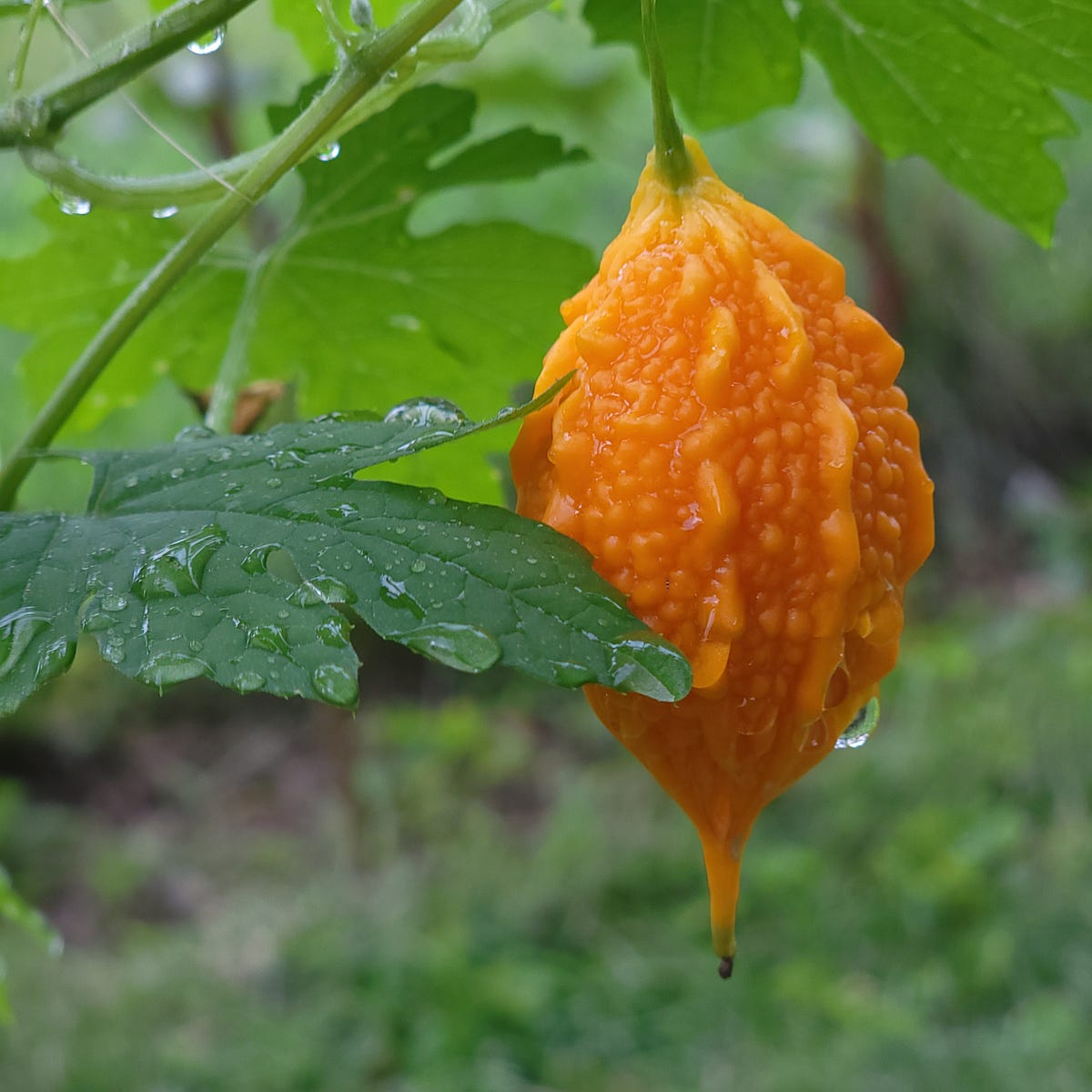 BITTER MELON SIAMESE