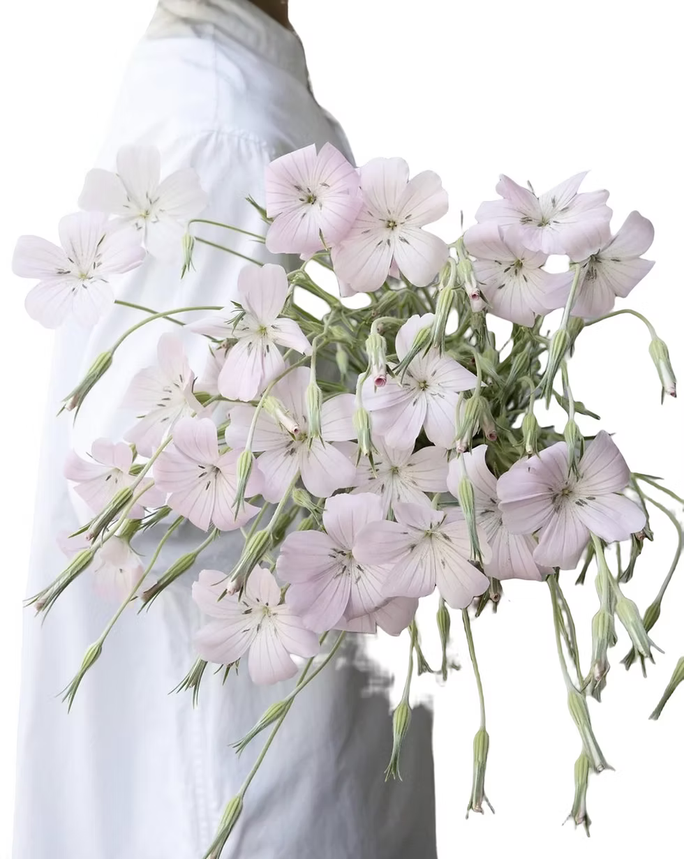 Agrostemma blossom pearl