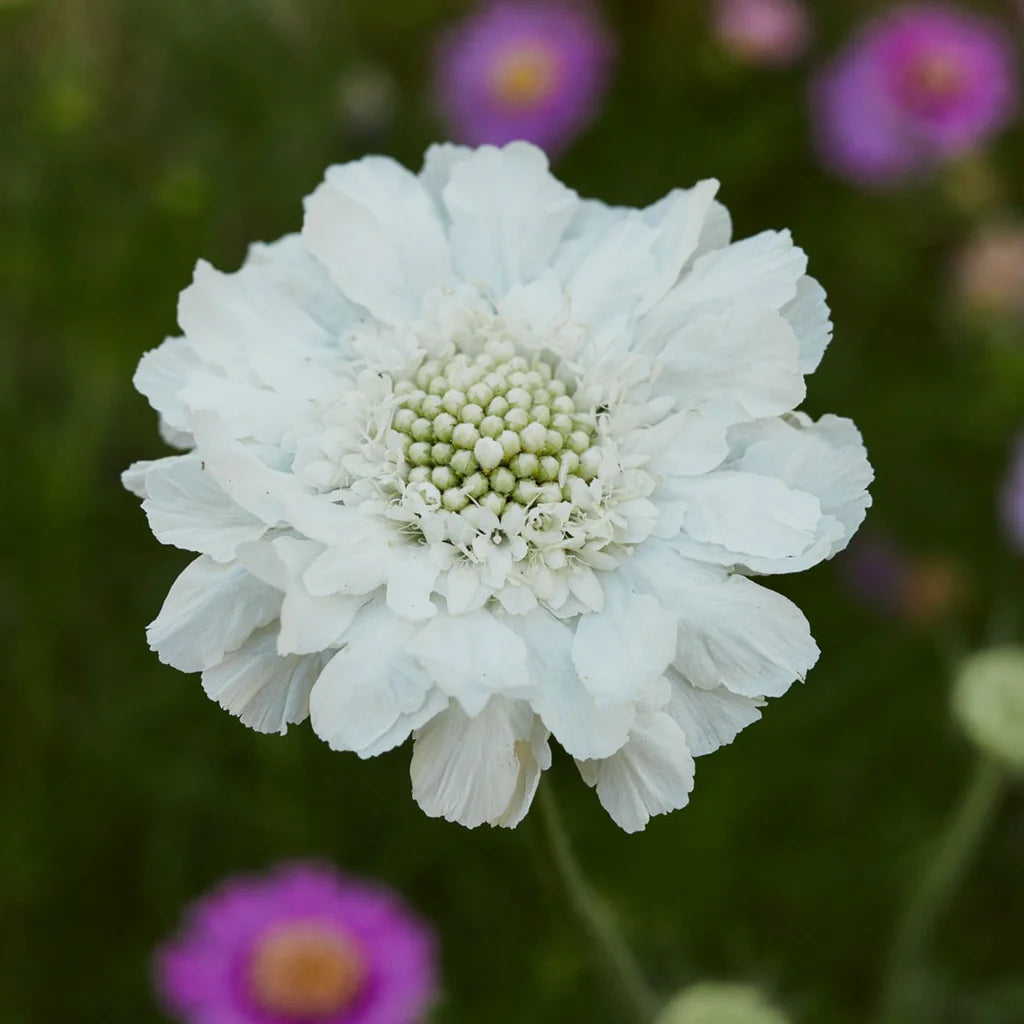 Scabiosa FAMA WHITE