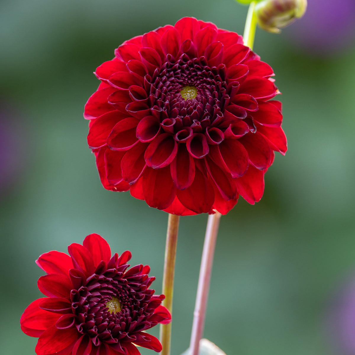 bizon red