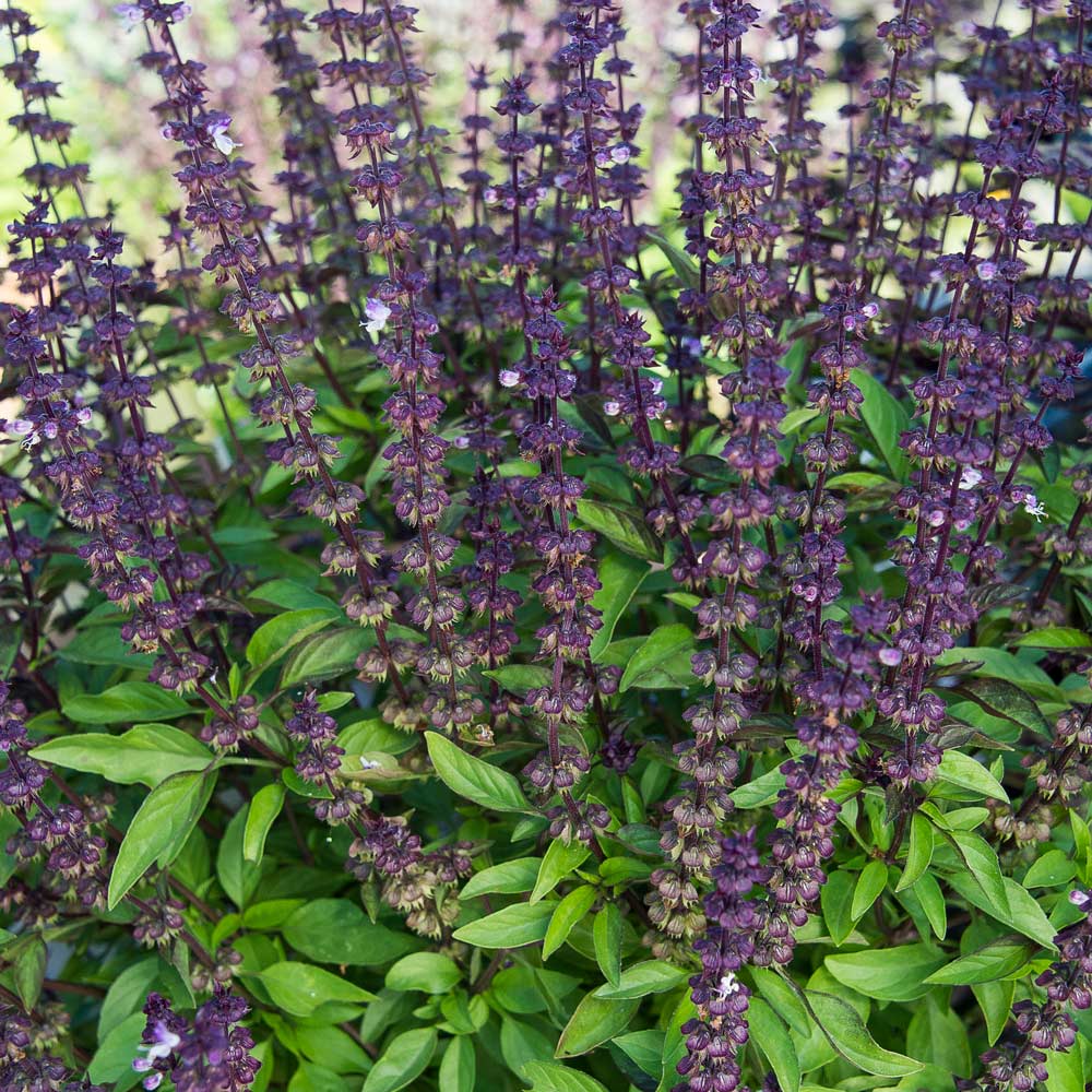 Asian Basil SWEET THAI