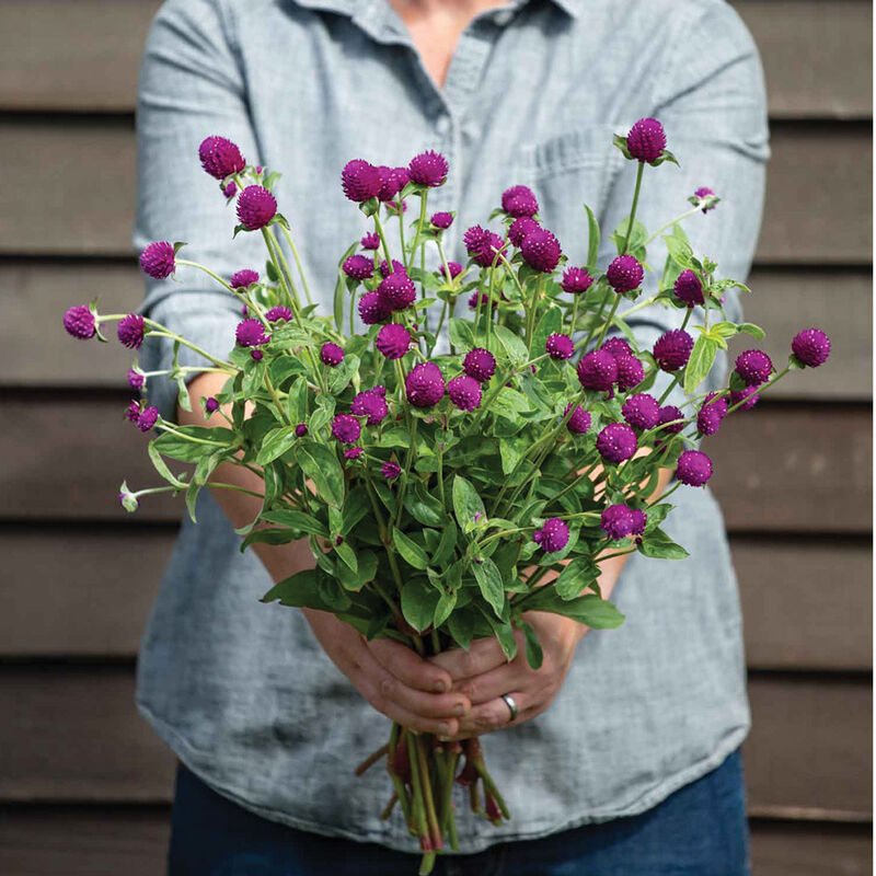 Audray Purple-Red Gomphrena