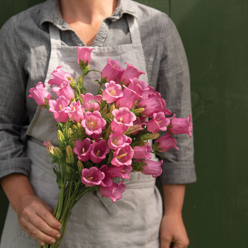 Hybrid Campanula "SC CHAMPION II ROSE F1 PELLETED,