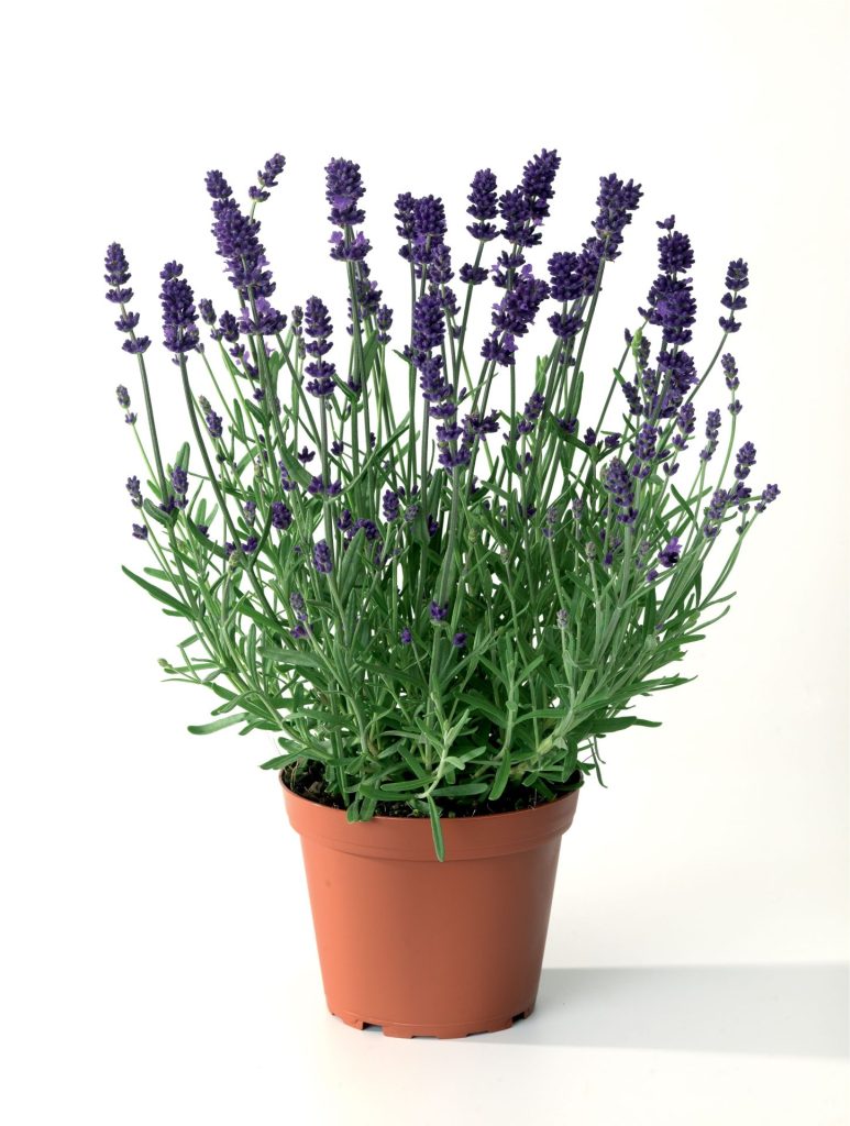 Lavendula blue scent