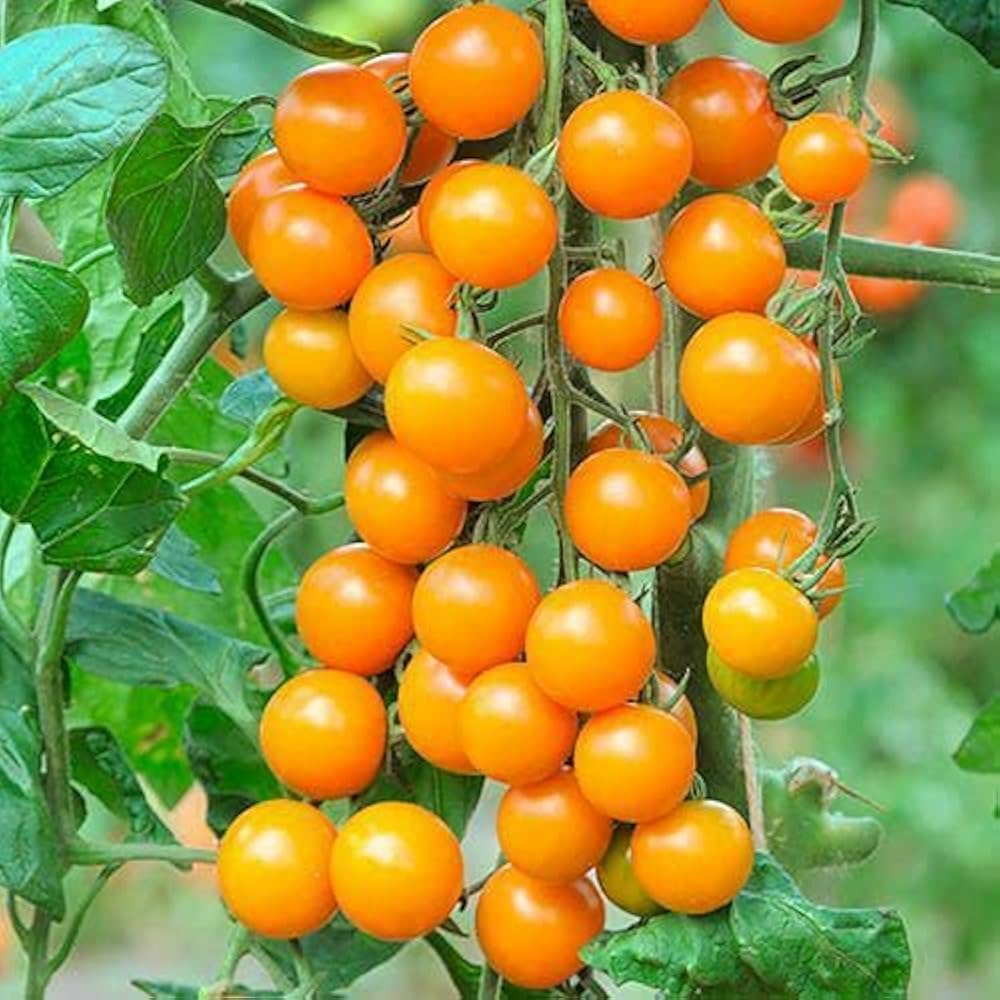 Tomatoes SUN GOLD F.1