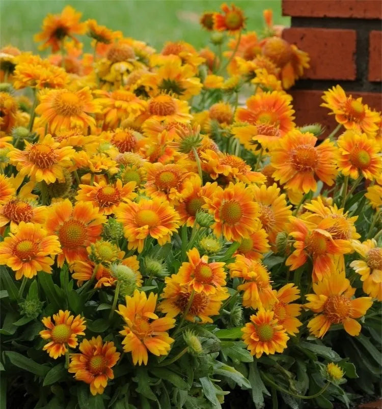 Gaillardia aristata, Arizona Series, 'Arizona Apricot