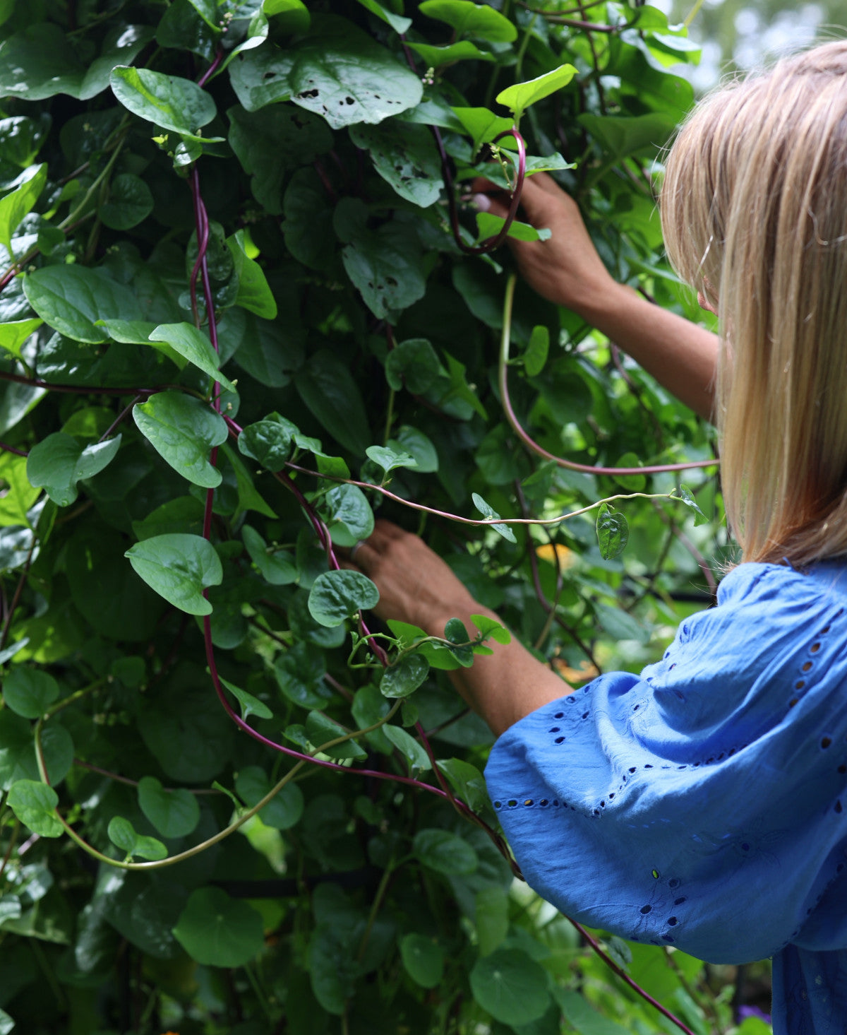 Malabar spinach