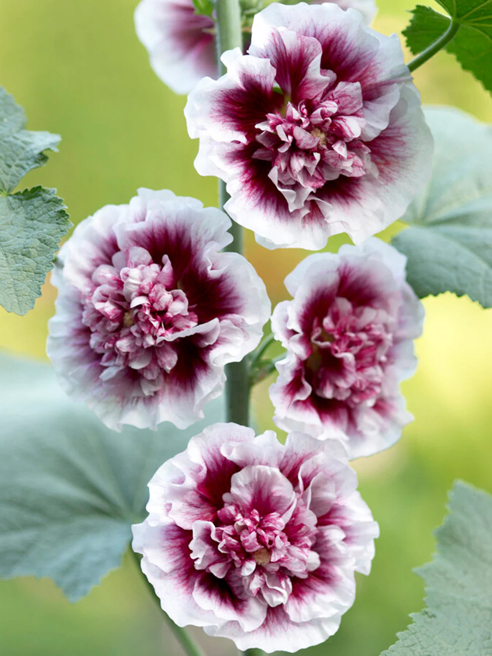CREME DE CASSIS HOLLYHOCK