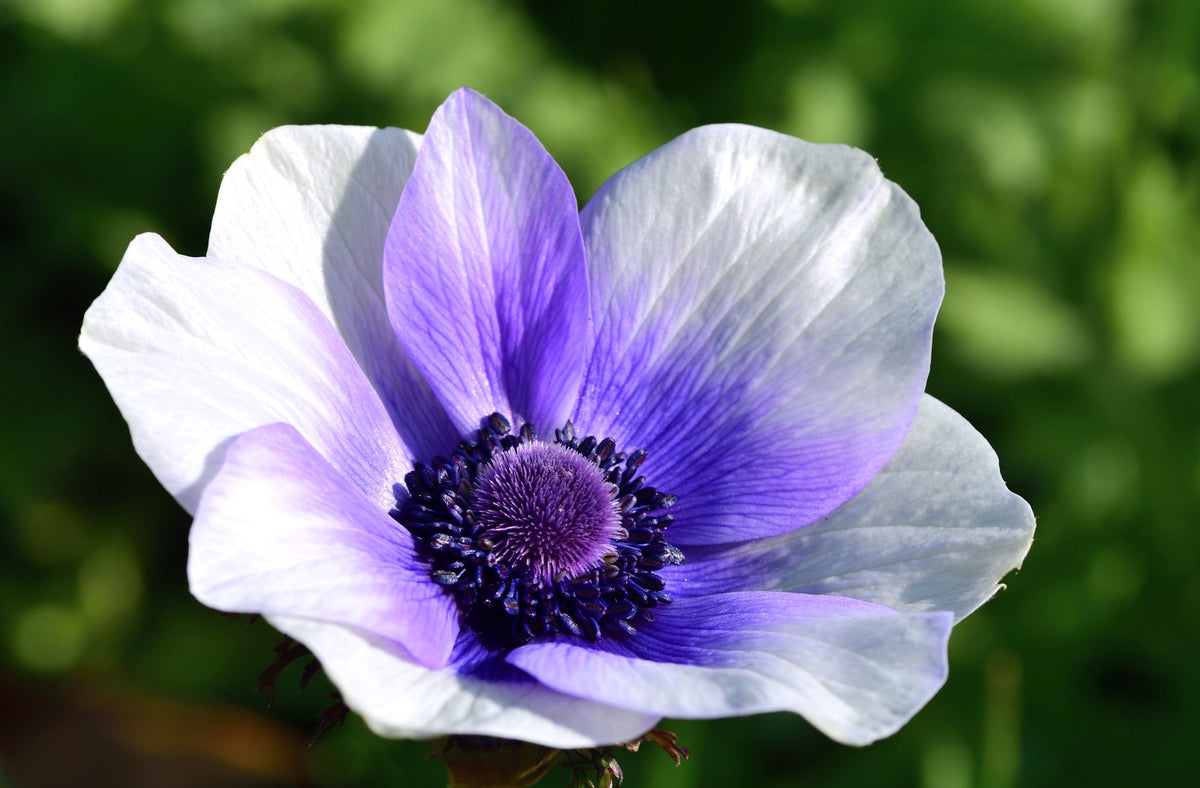 Blueberry Anemone