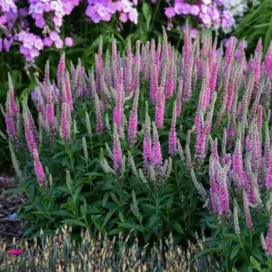 Veronica pink shade