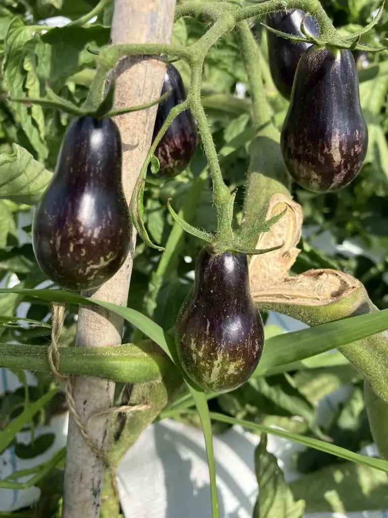 Black Keyes