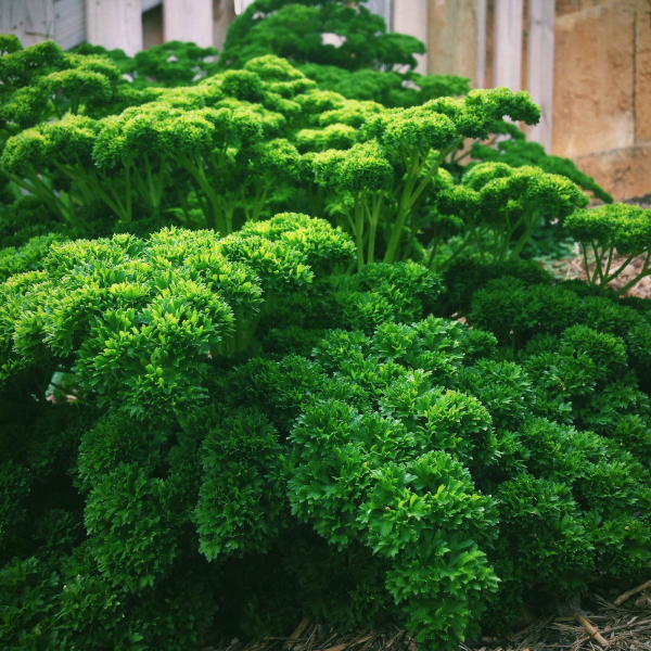 Curly parsley