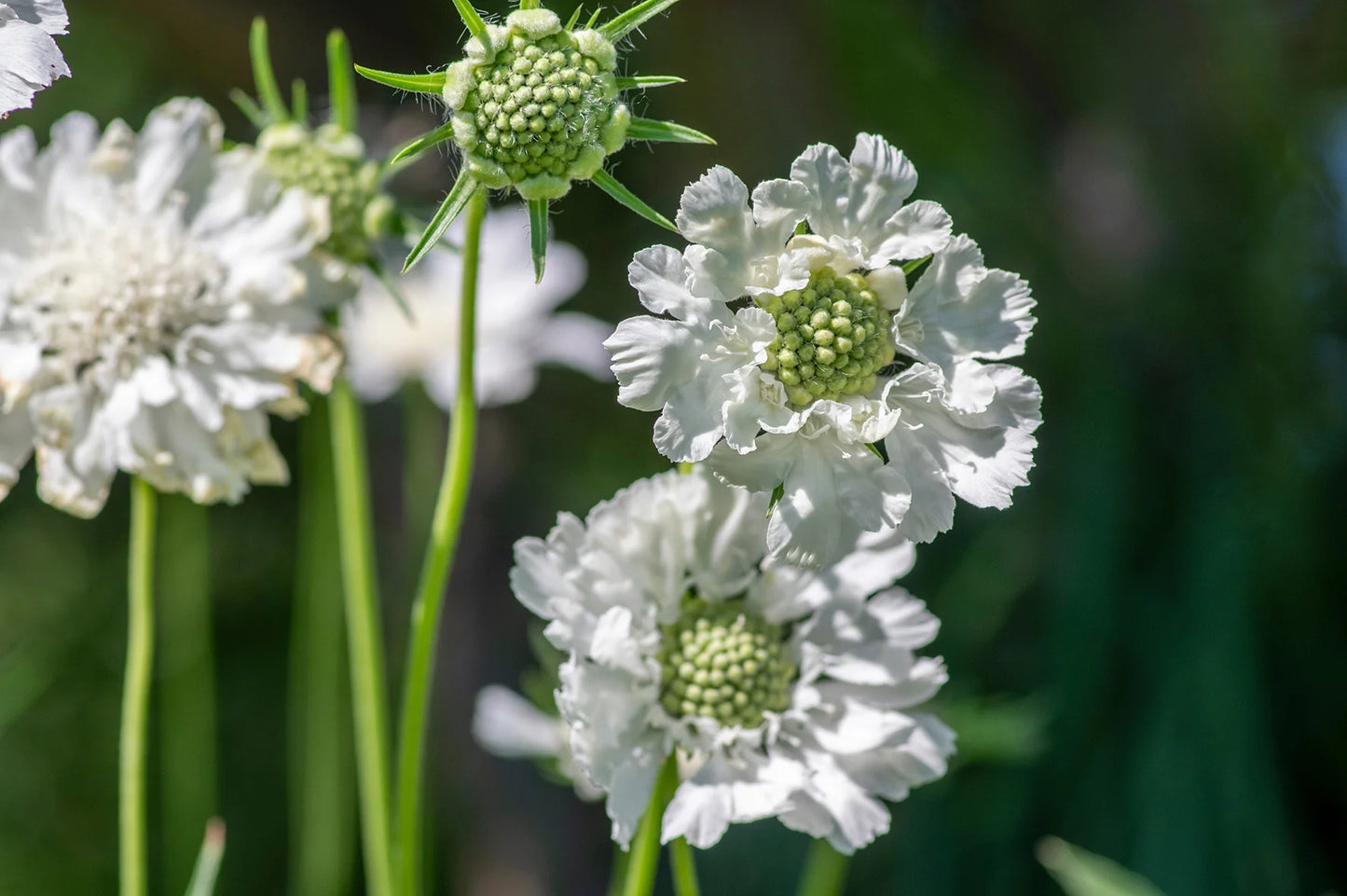 Scabiosa FAMA WHITE