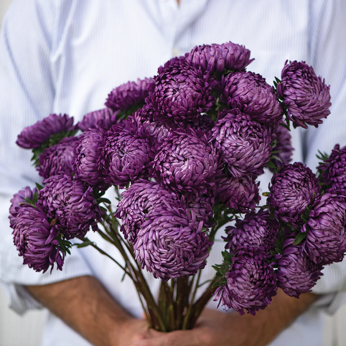 TOWER VIOLET, Aster Callistephus chinensis