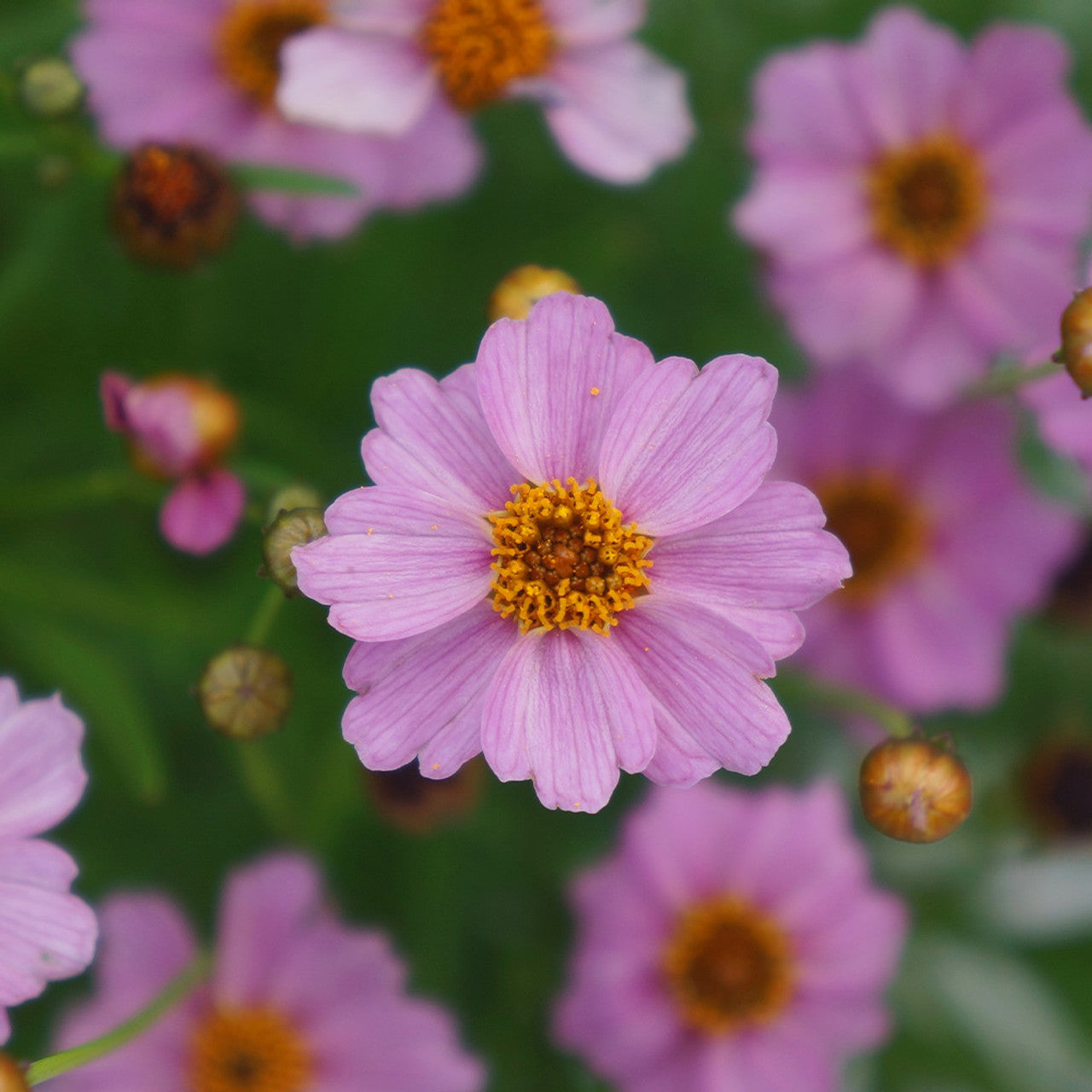 Coreopsis rosea