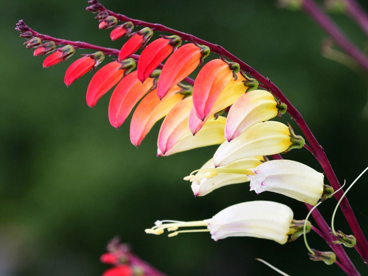 FIRECRACKER VINE pomoea lobata