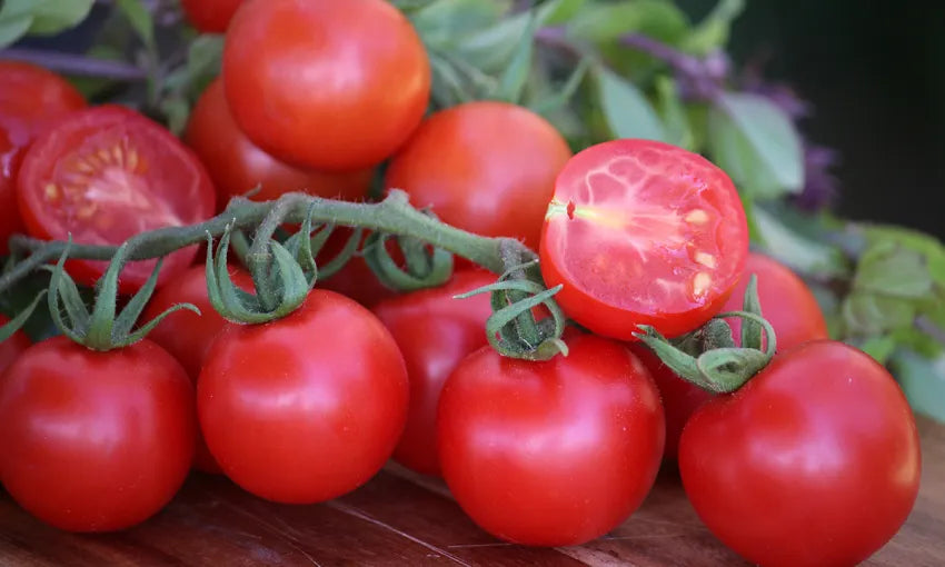 Tommy Toe Tomato