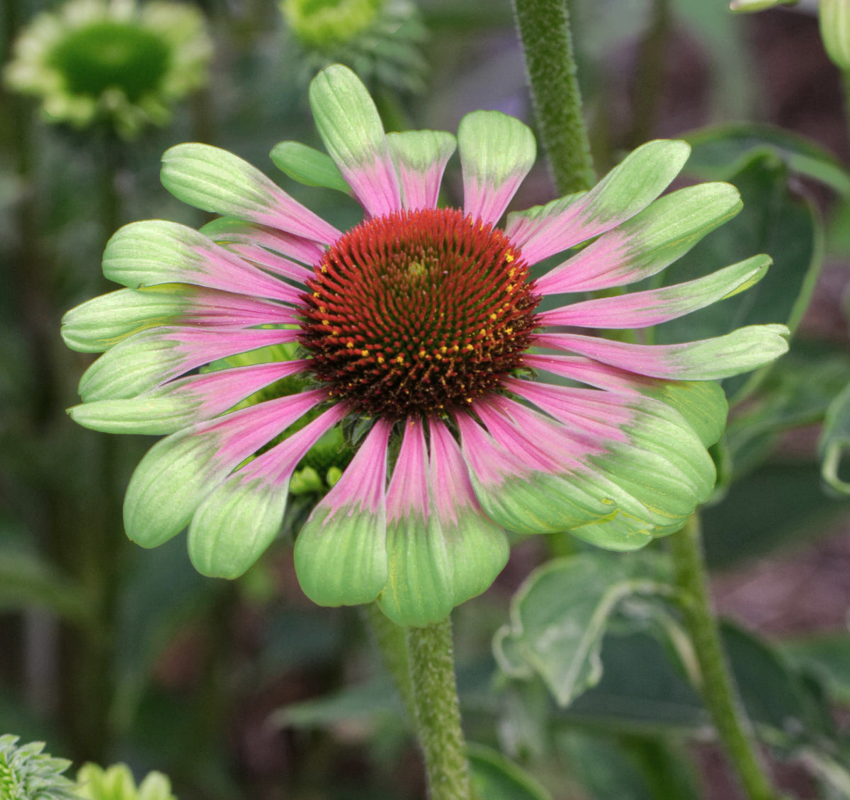 Echinacea 'Green Twister'