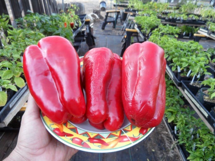 Sweet Pepper Doux D'Espagne or Spanish Mammoth