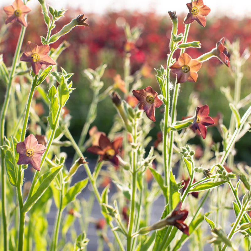 Nicotiana Bronze queen