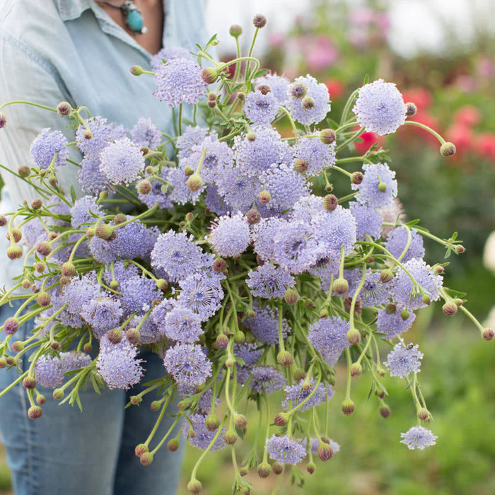 blue lace flower