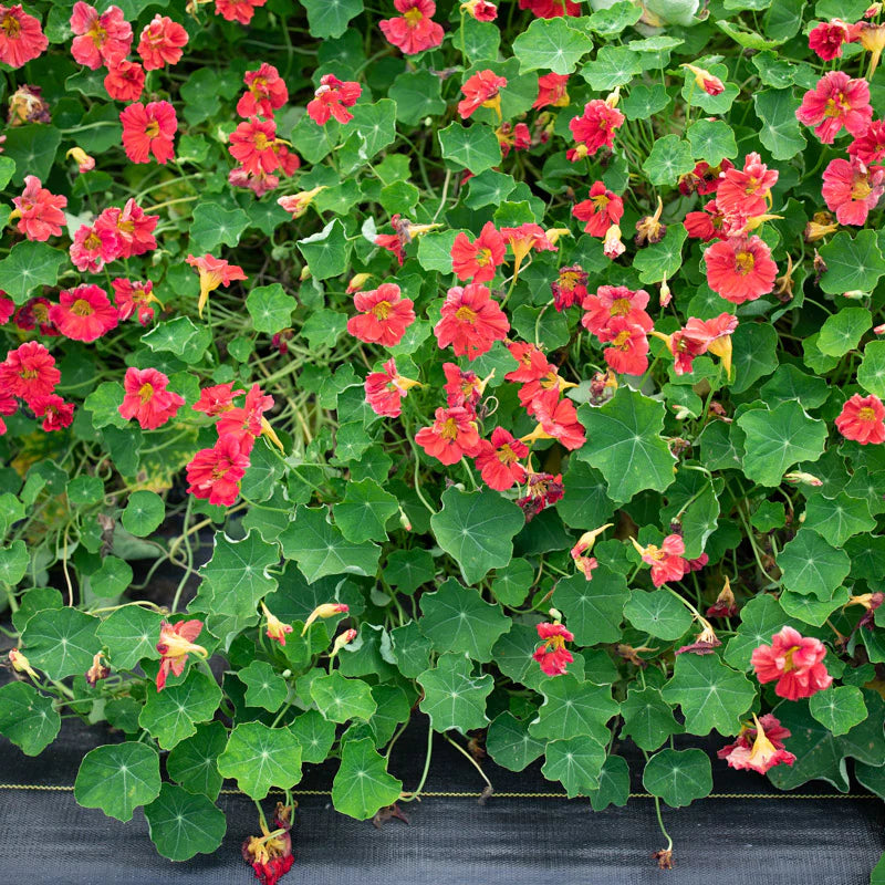 NASTURTIUM CHERRY ROSE JEWEL